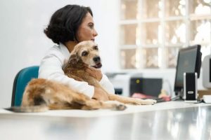 Veja 7 Dicas Essenciais Para O Controle Financeiro Do Seu Pet Shop! - Recuperação de Impostos | Planrec Gestão Tributária